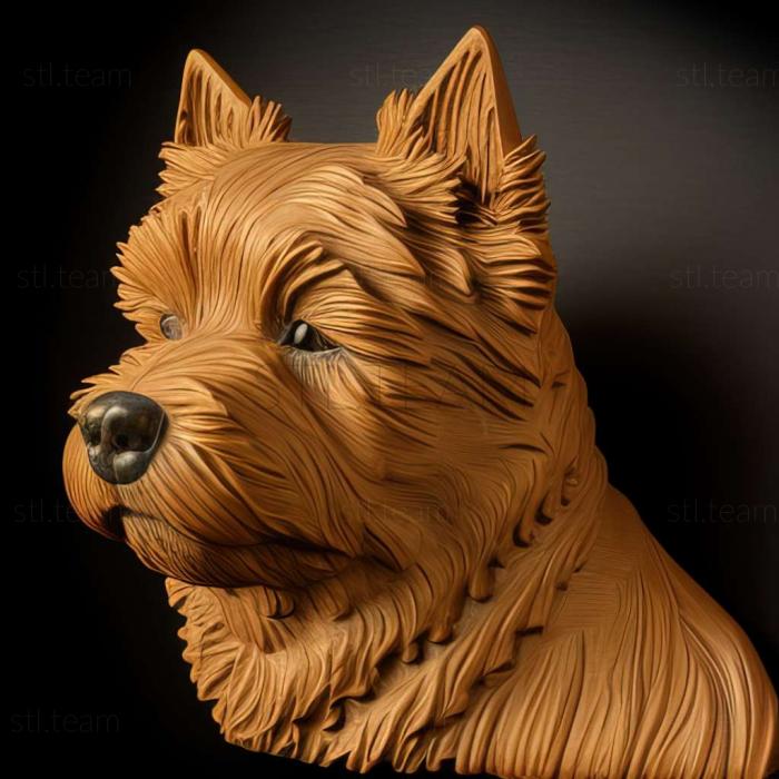 Norwich Terrier dog